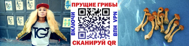 Галлюциногенные грибы Cubensis  Архангельск 